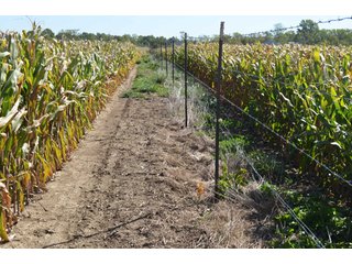 Property photo 2 - 80 +/- Acres Offered in 6 Tracts - Spectacular Farm & Home